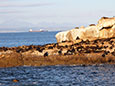 Seal Island